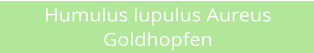 Humulus lupulus Aureus Goldhopfen