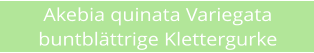 Akebia quinata Variegata buntblttrige Klettergurke