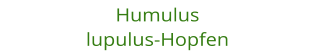 Humulus lupulus-Hopfen