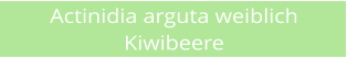 Actinidia arguta weiblich Kiwibeere