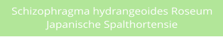 Schizophragma hydrangeoides Roseum Japanische Spalthortensie