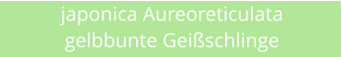 japonica Aureoreticulata gelbbunte Geischlinge
