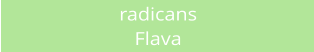 radicans Flava