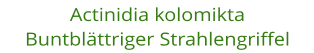 Actinidia kolomikta Buntblttriger Strahlengriffel