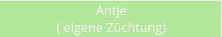 Antje ( eigene Zchtung)