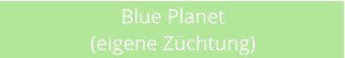 Blue Planet (eigene Zchtung)