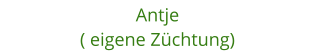 Antje ( eigene Zchtung)