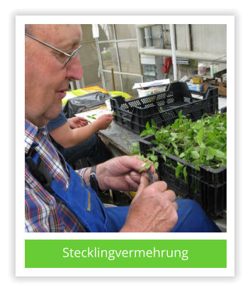 Stecklingvermehrung