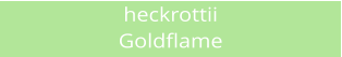 heckrottii Goldflame