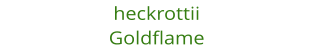 heckrottii Goldflame