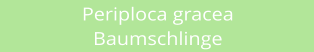 Periploca gracea Baumschlinge