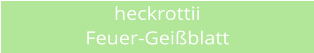 heckrottii Feuer-Geiblatt
