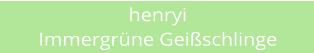 henryi Immergrne Geischlinge