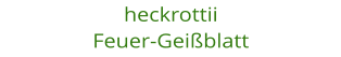 heckrottii Feuer-Geiblatt