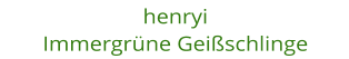 henryi Immergrne Geischlinge