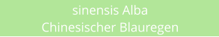 sinensis Alba Chinesischer Blauregen