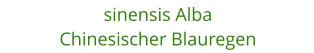 sinensis Alba Chinesischer Blauregen