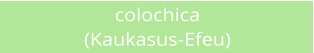 colochica (Kaukasus-Efeu)