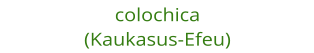 colochica (Kaukasus-Efeu)