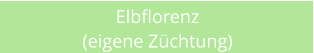 Elbflorenz (eigene Zchtung)