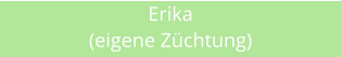 Erika (eigene Zchtung)