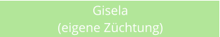 Gisela (eigene Zchtung)