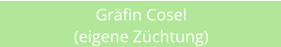 Grfin Cosel (eigene Zchtung)