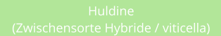 Huldine (Zwischensorte Hybride / viticella)