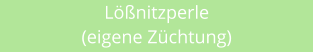 Lnitzperle (eigene Zchtung)