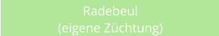 Radebeul (eigene Zchtung)