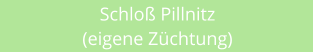 Schlo Pillnitz (eigene Zchtung)