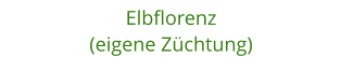 Elbflorenz (eigene Zchtung)