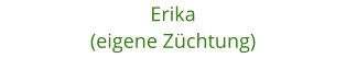 Erika (eigene Zchtung)