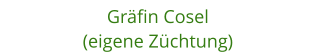 Grfin Cosel (eigene Zchtung)