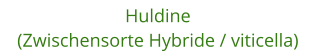 Huldine (Zwischensorte Hybride / viticella)