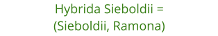 Hybrida Sieboldii = (Sieboldii, Ramona)