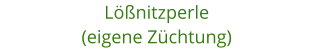 Lnitzperle (eigene Zchtung)