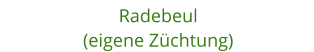 Radebeul (eigene Zchtung)