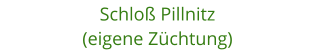 Schlo Pillnitz (eigene Zchtung)
