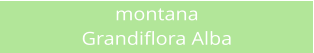 montana Grandiflora Alba
