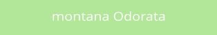 montana Odorata