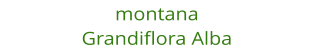 montana Grandiflora Alba