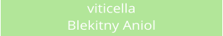 viticella Blekitny Aniol