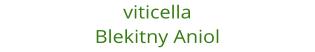viticella Blekitny Aniol