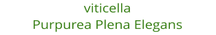 viticella Purpurea Plena Elegans