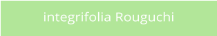 integrifolia Rouguchi