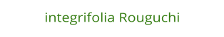 integrifolia Rouguchi