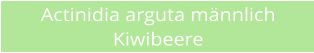 Actinidia arguta m�nnlich Kiwibeere