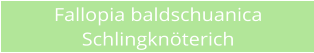 Fallopia baldschuanica Schlingkn�terich