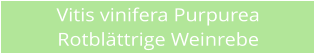 Vitis vinifera Purpurea Rotbl�ttrige Weinrebe